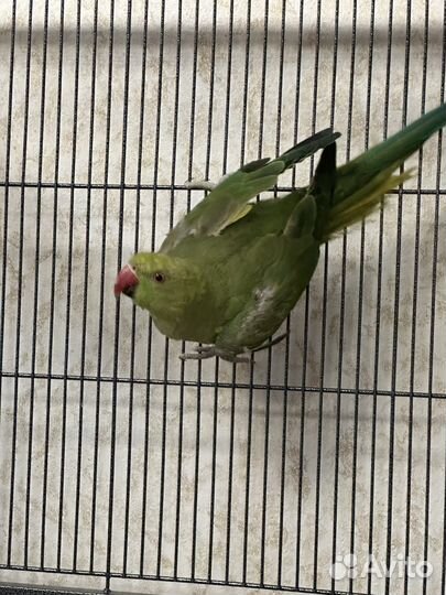 Ожереловый попугай