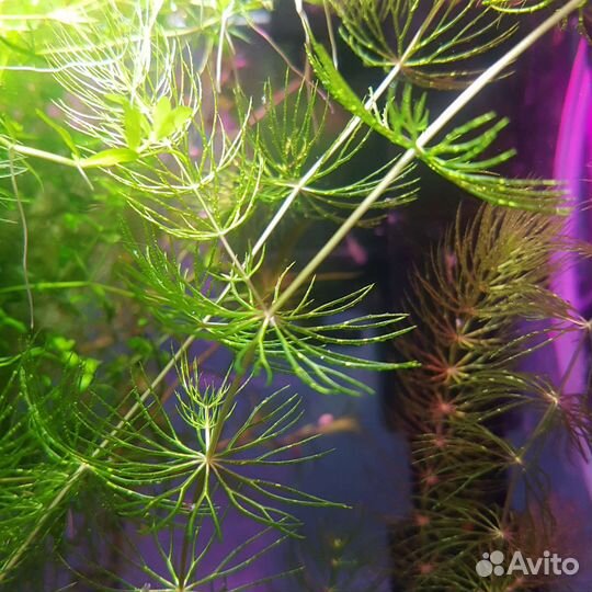 Пистия роголистник хемиантус