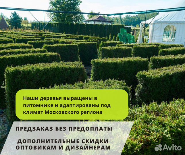 Живая изгородь (туя западная Брабант)