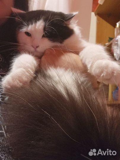 Кошка в дар