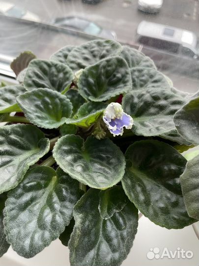 Фиалка рм-Легкий бриз