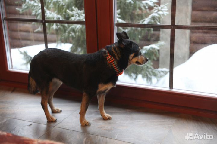 Маленькая собака в добрые руки