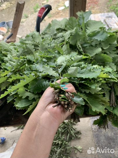 Дубовые веники для бани