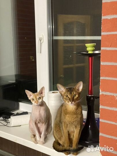 Канадский сфинкс кошка