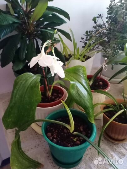 Хлорофитум