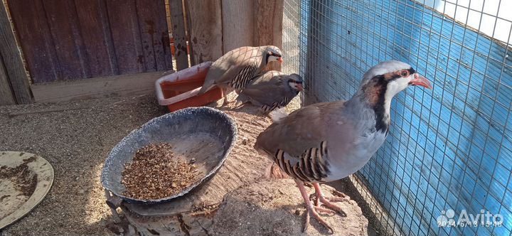 Кеклик (горная куропатка)