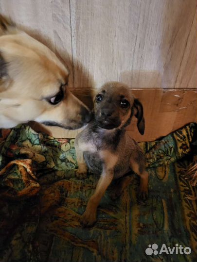 Собака в добрые руки щенок