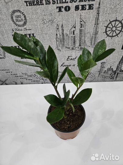 Цветы комнатные