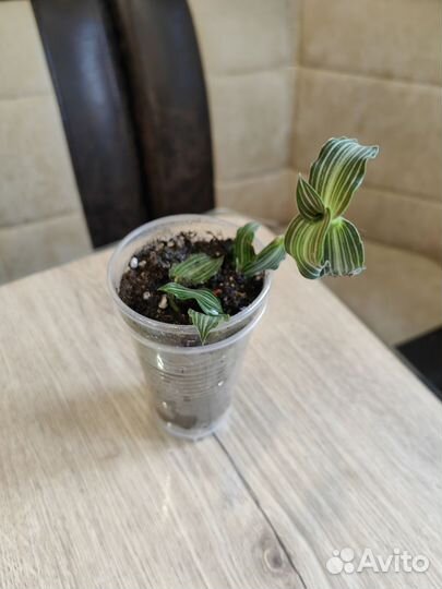 Комнатные цветы Разные Обновлен 13/10