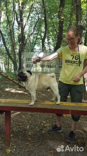 Мопс вязка мальчик