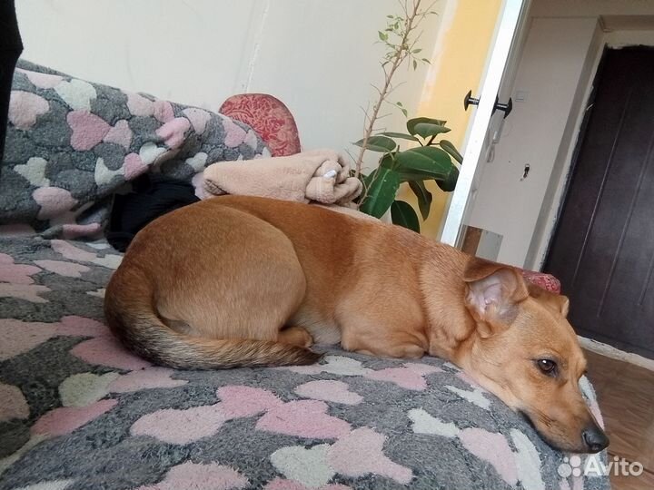 Отдам в добрые руки