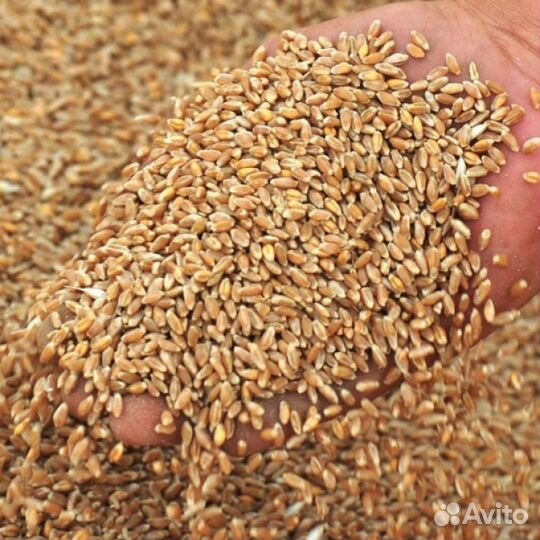 Зерно Пшеница