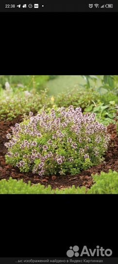 Тимьян (чабрец). Медуница