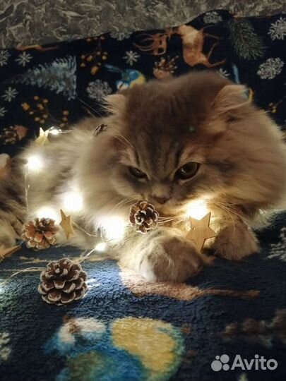 Кот вязка