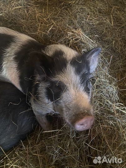 Вьетнамский кабан