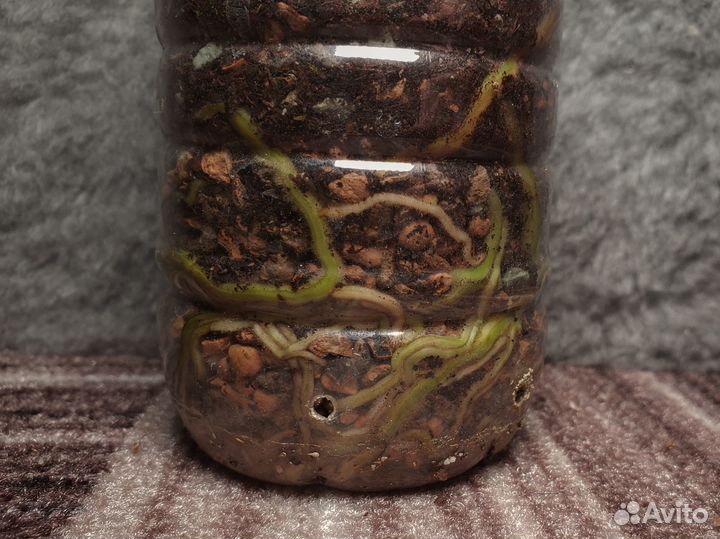 Монстера Тайское созвездие