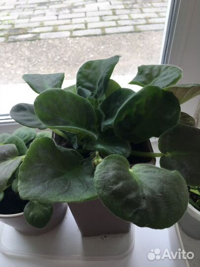 Фиалка,соллероя,стыдливая мимоза,каменная роза