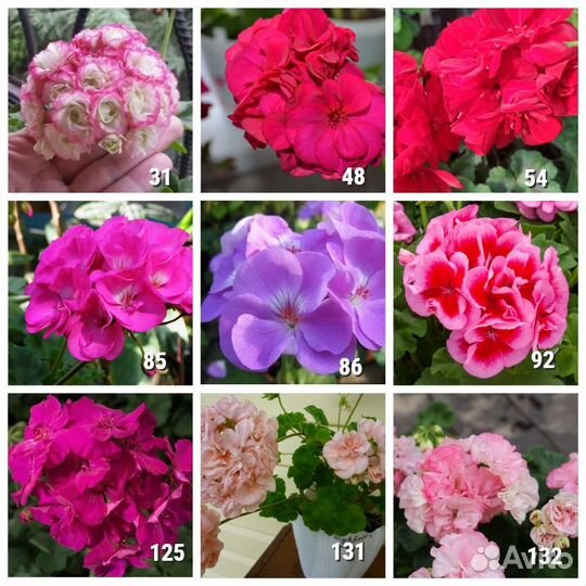 Саженцы Пеларгонии зональной махровой в горшке 8*8