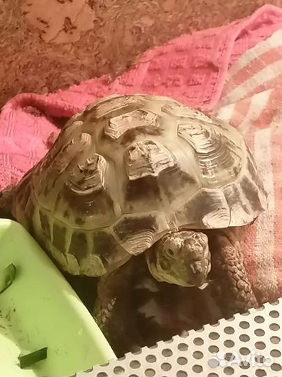 Передержка животных (собак,кошек,грызуны)