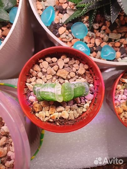 Хавортии взрослые