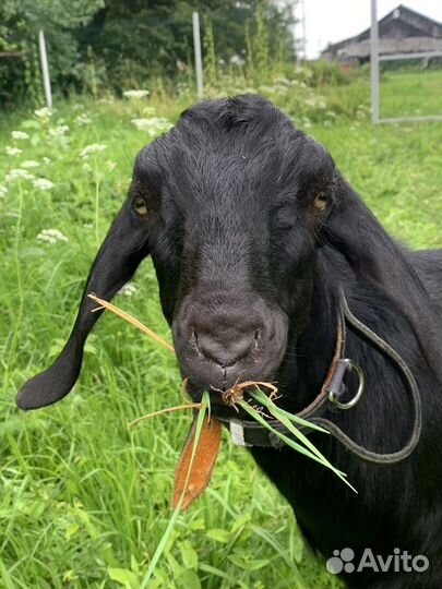 Нубийский козел