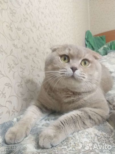 Шотландский кот вязка