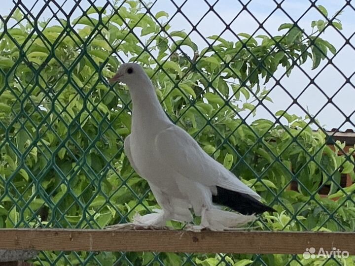 Голуби игровые
