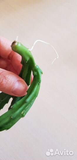 Комнатные цветы кактус стапелия эпифиллум