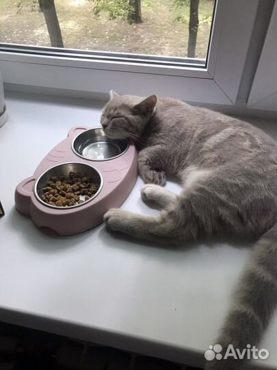 Вязка котов шотландских