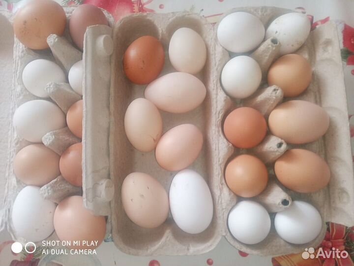 Яйца деревенские