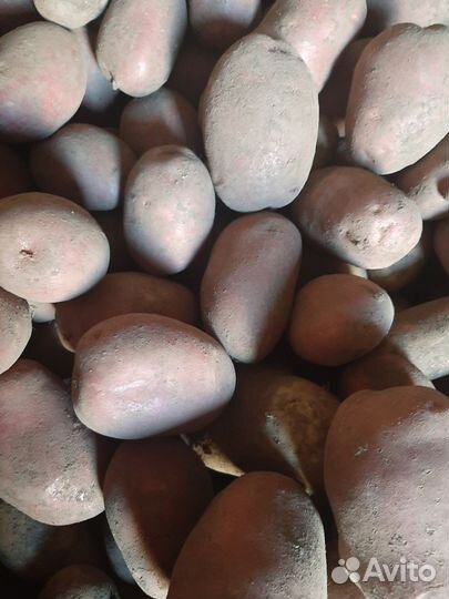 Овощи с дачи:чеснок,картофель,лук