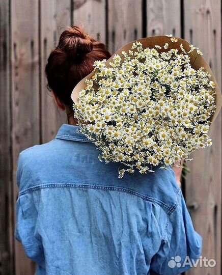 Цветы ромашки. Букеты ромашек. Цветы доставка