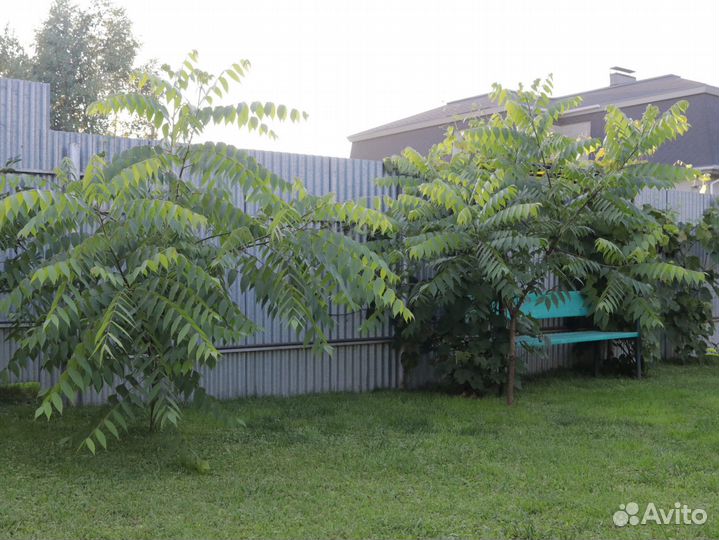 Маньчжурский орех