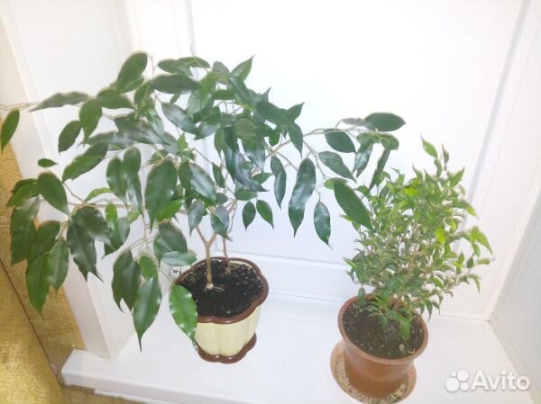 Фикусы, Джинксен, декабрист и другие цветы