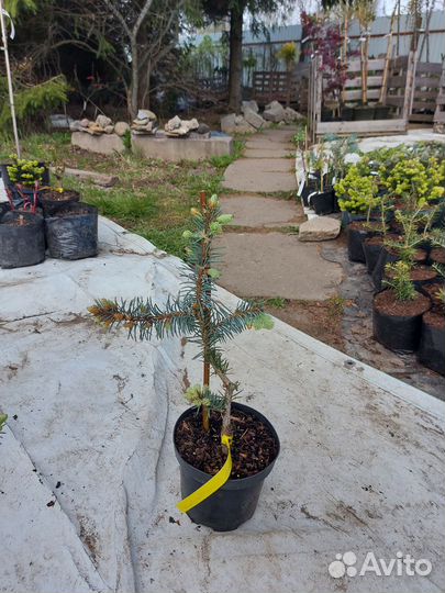 Picea pungens 'Glauca Pendula 25-30см
