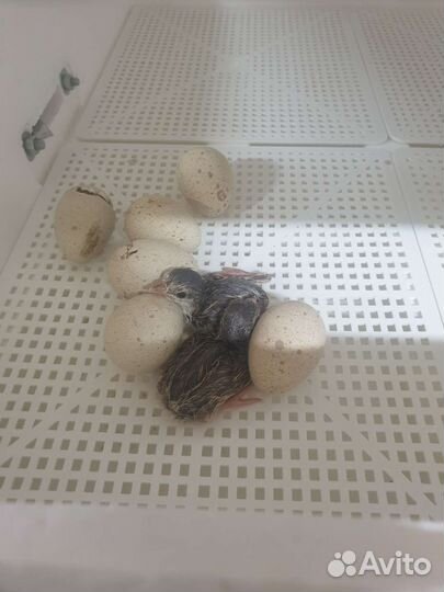 Инкубационное яйцо кеклика