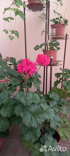 Пеларгония герань