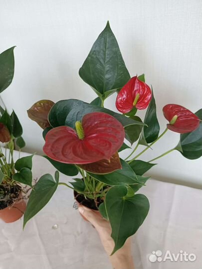 Антуриум Красный, цветет