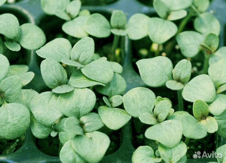 Семена для микрозелени