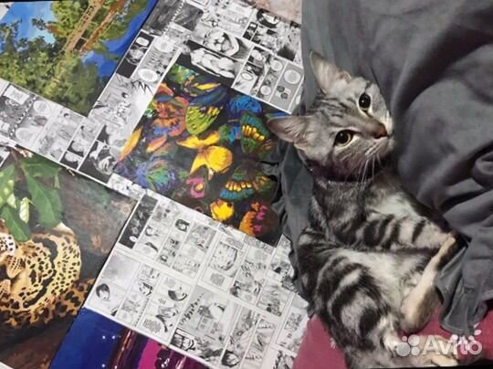 Котик