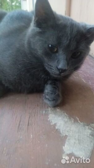 Молодая кошечка в добрые руки