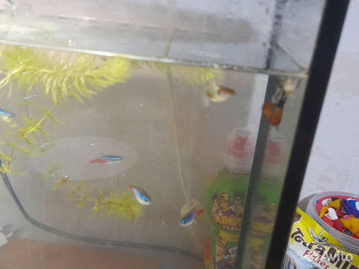 Аквариум с рыбками