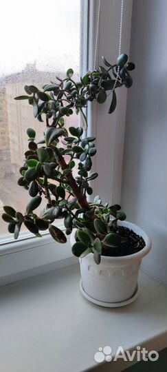 Молочай, китайская роза(гибискус) и другие