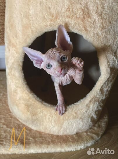 Канадский сфинкс