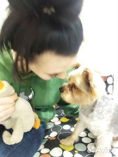 Передержка и выгул домашних собак