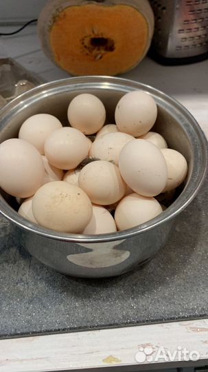 Инкубационное яйцо павлина, цыплята карлик коха