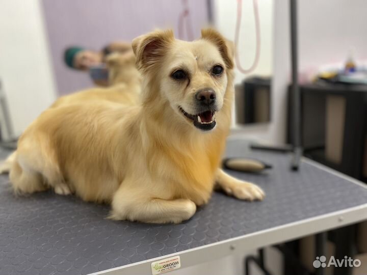 Грумер Нягань