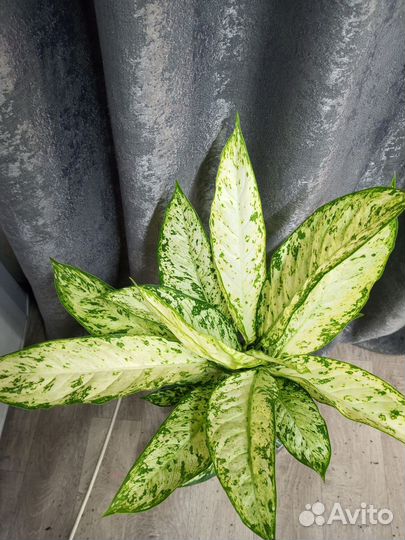 Диффенбахия Везувий