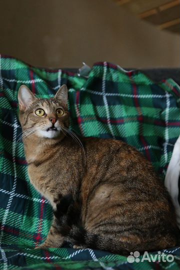 Милая двухлетняя кошечка