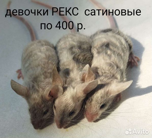 Декоративные мыши